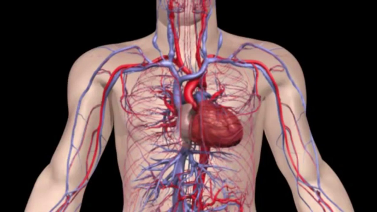 Артерии и вены тела. Циркуляторная система человека анатомия. Венозная кровеносная система человека. Кровеносная система вен человека анатомия. Система кровообращения человека сердце и кровеносные сосуды.