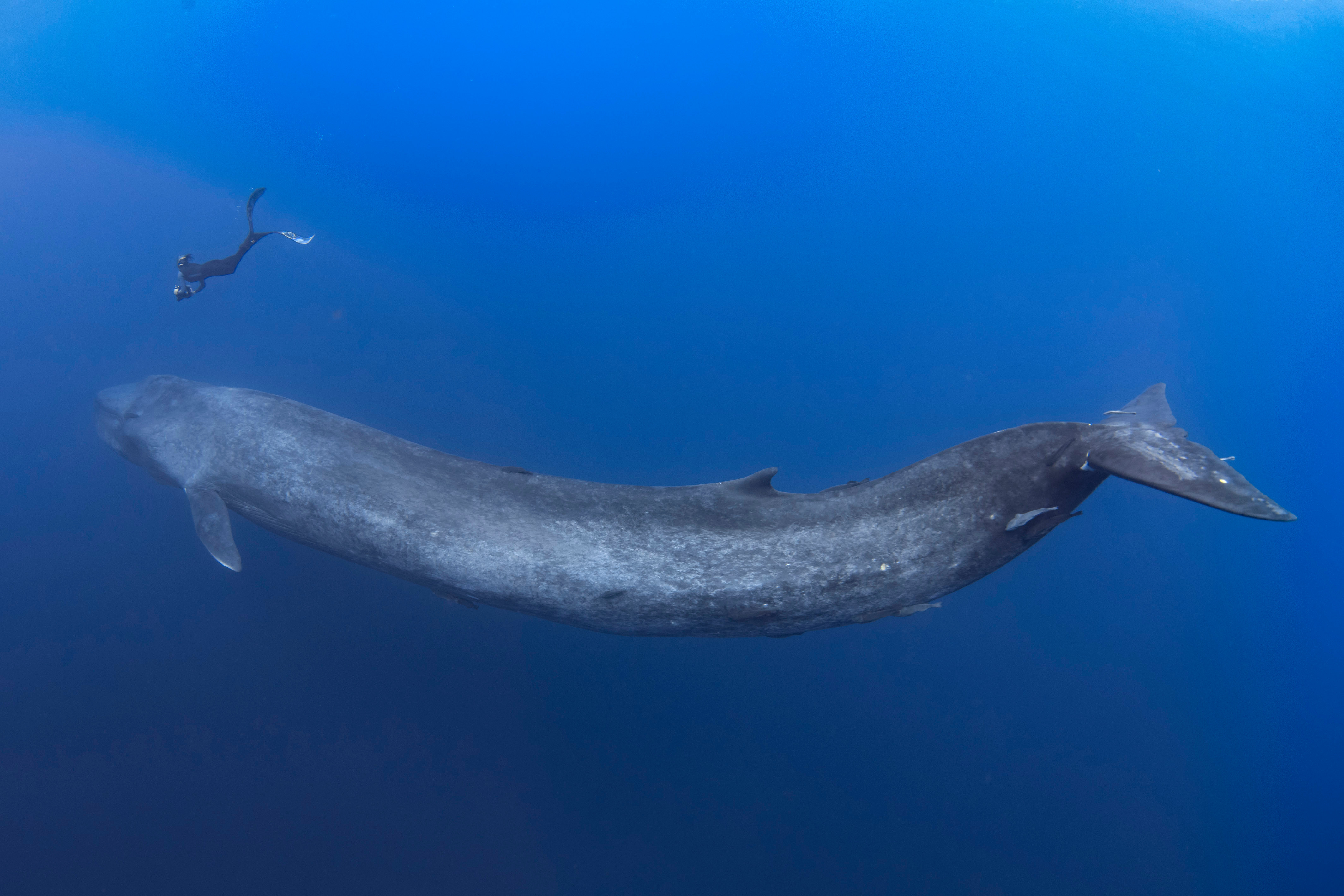 Самое крупное современное животное синий кит. Кит 30 метров. Синий кит самый большой кит. Синий кит 33 метра. Голубой кит блювал.