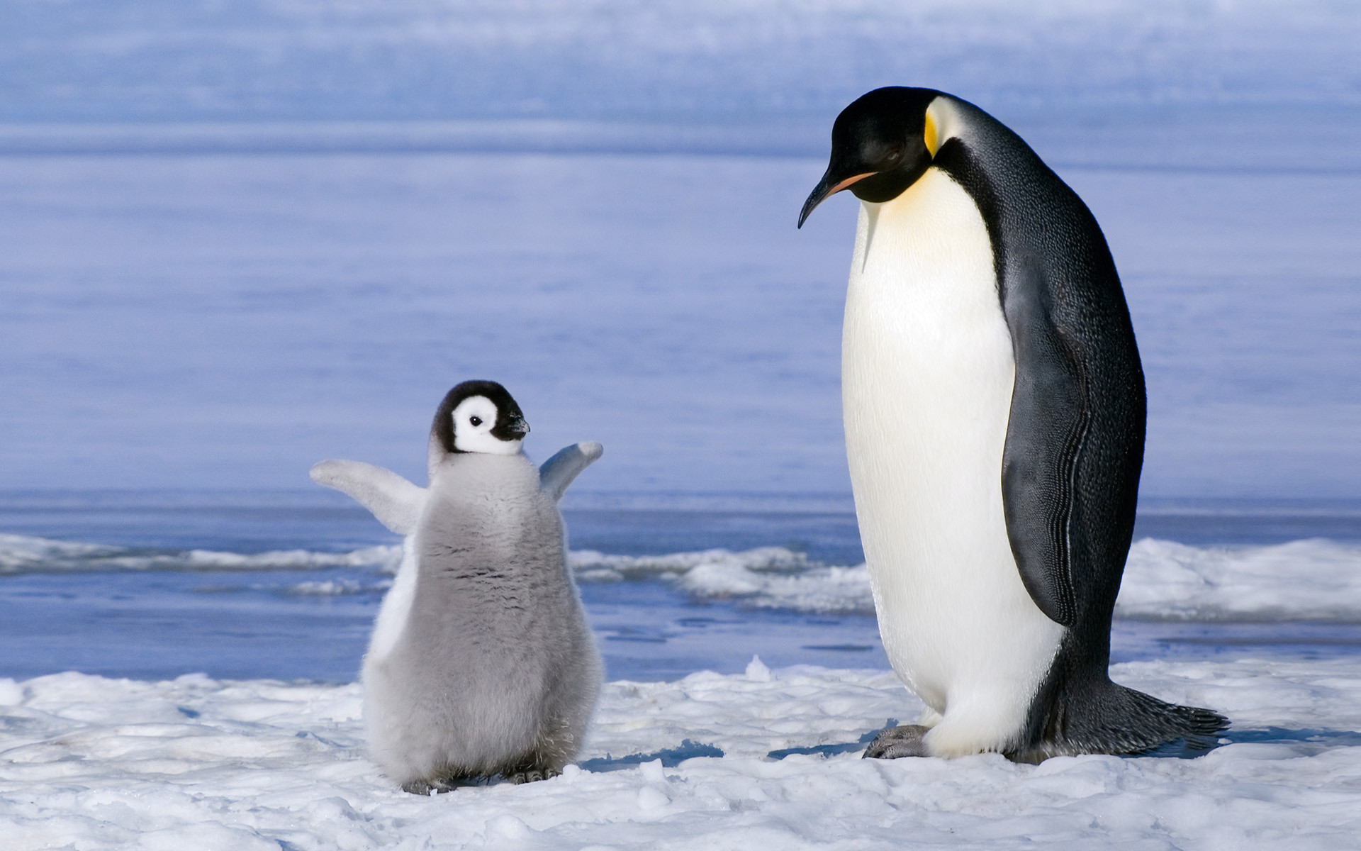 Самые удивительные факты о пингвинах. 