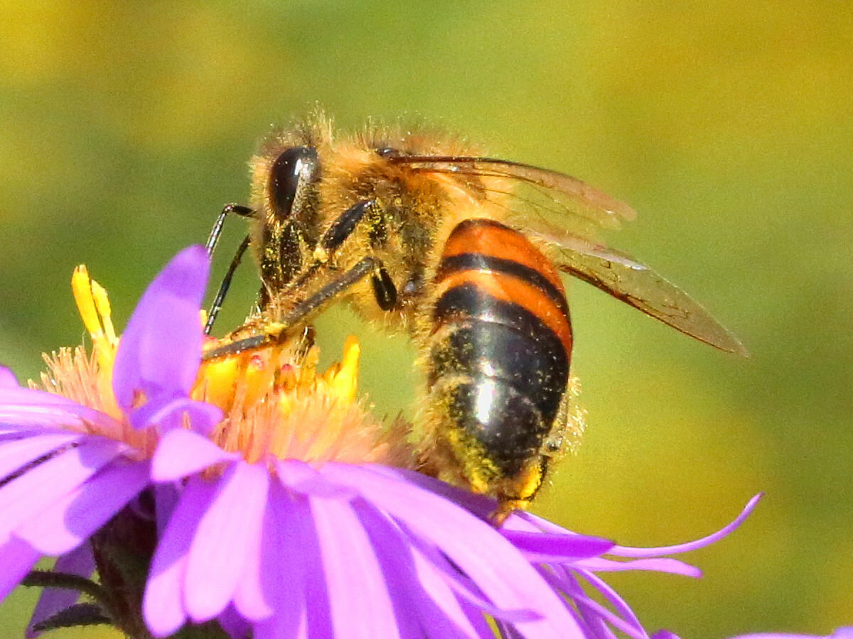 Пчелы медоносные насекомые