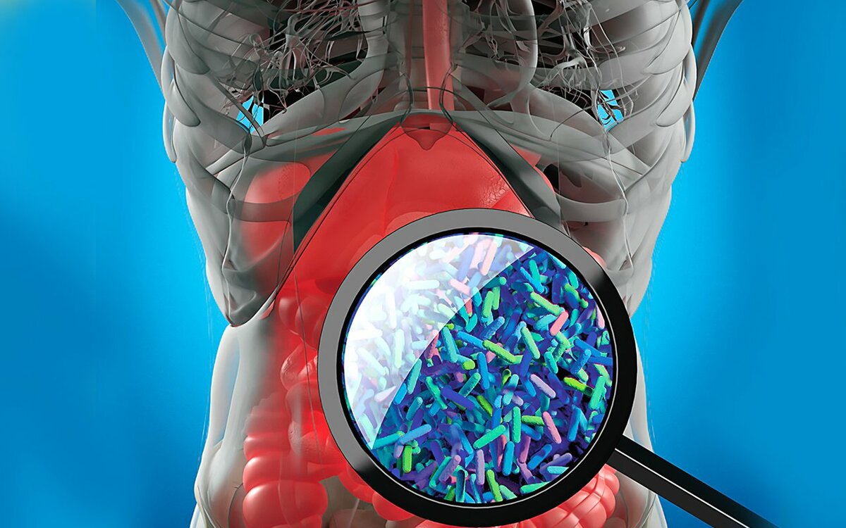 Микроорганизмы в организме. Бактерии в организме. Бактерии в человеке. Бактерии в человеческом организме. Микрофлора кишечника.