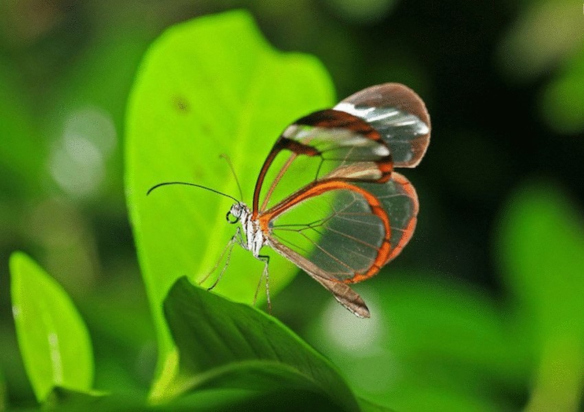 Стеклянная бабочка