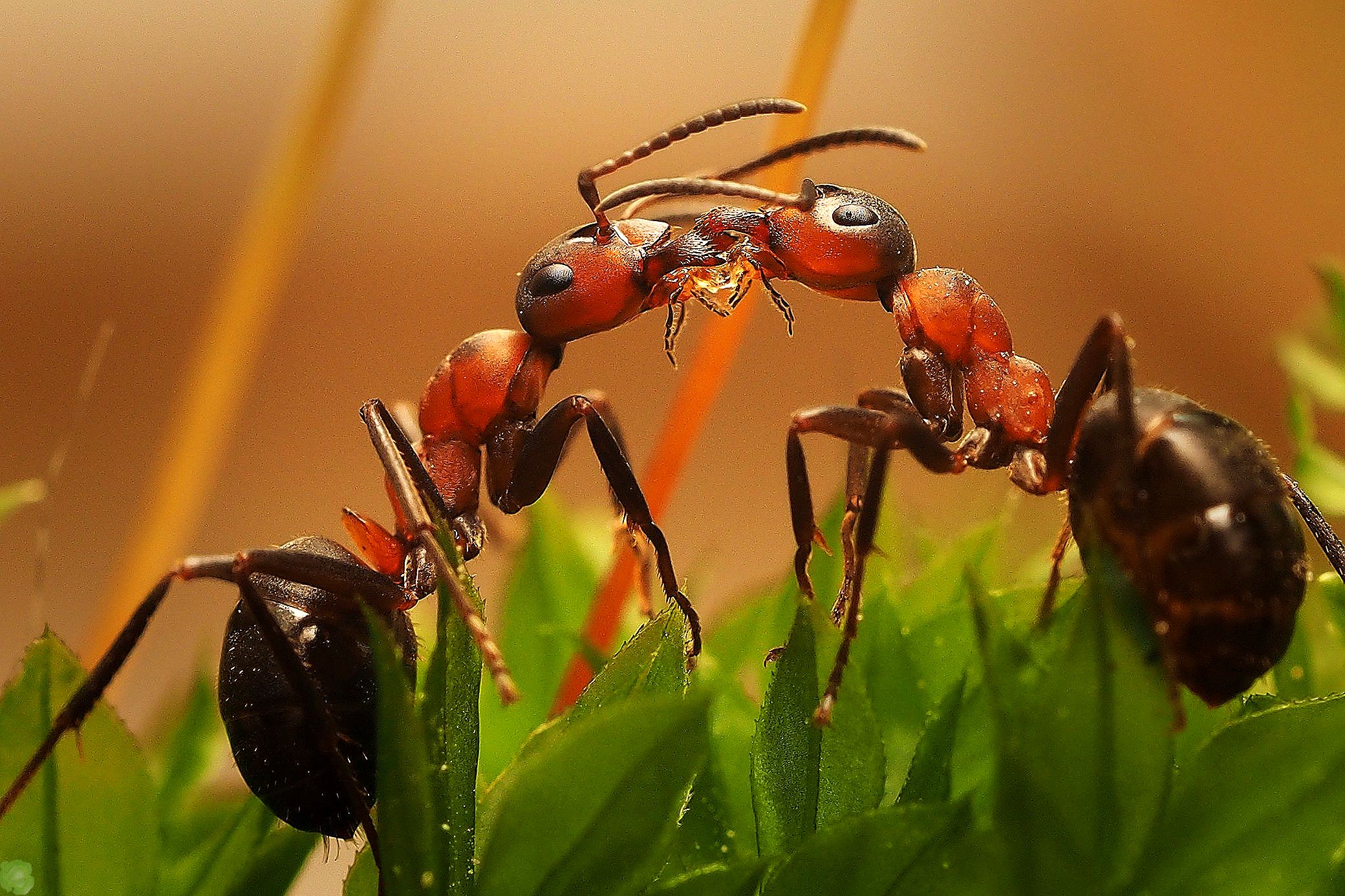 Муравей фото. Рыжий Лесной муравей (Formica Rufa). Муравей-Жнец Марикопа. Козорог Ирина муравьи.